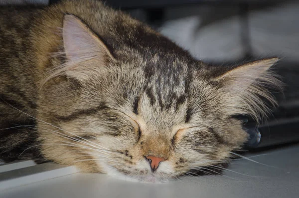 Zavřít, domácí kočka spí poblíž klávesnice — Stock fotografie