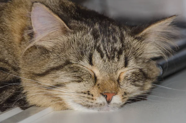 Domácí kočka spí poblíž klávesnice — Stock fotografie