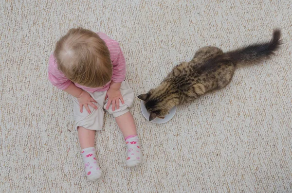 Ao lado do gato no chão senta-se uma criança, a menina quer taxa — Fotografia de Stock