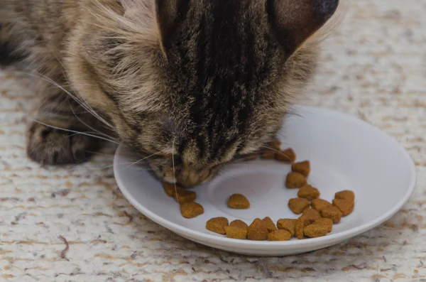 With a saucer of dry food eats at home grey cat — Stock fotografie