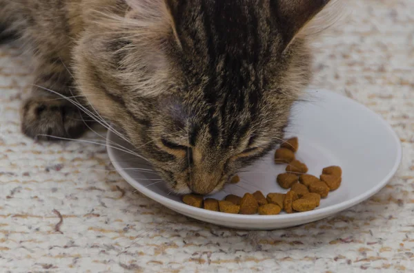 With a saucer of dry food eats at home grey cat — Stok fotoğraf