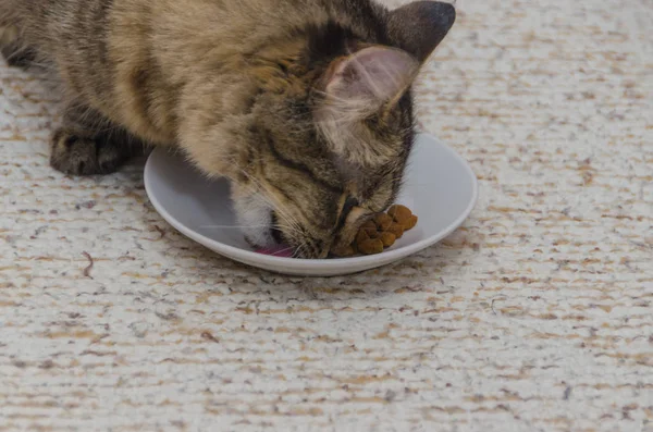 With a saucer of dry food eats at home grey cat — Stock fotografie