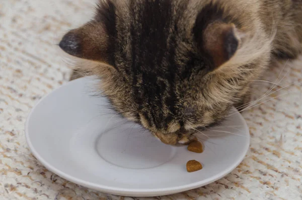 With a saucer of dry food eats at home grey cat — Stok fotoğraf