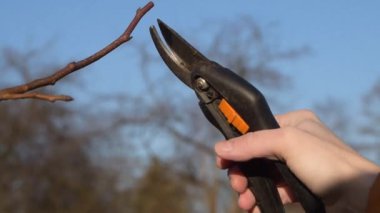 Sonbahar ve bahar budama makasıyla meyve ağaçlarının budanması.