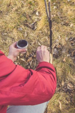 Bahçıvan ağaç kesimlerini zararlılardan korur.