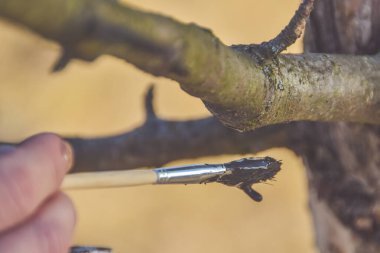 Bahçıvan ağaç kesimlerini zararlılardan korur.
