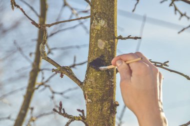 Bahçıvan ağaç kesimlerini zararlılardan korur.