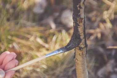 Bahçıvan ağaç kesimlerini zararlılardan korur.