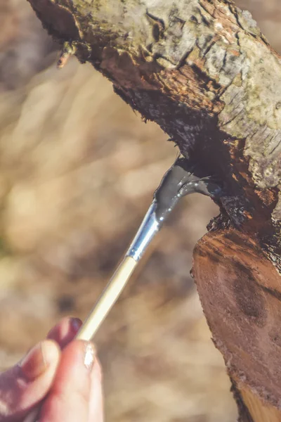 Tuinman Beschermt Delen Van Bomen Tegen Ongedierte — Stockfoto