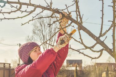 Baharda bahçe ağaçlarını budayarak çalışan işçi.