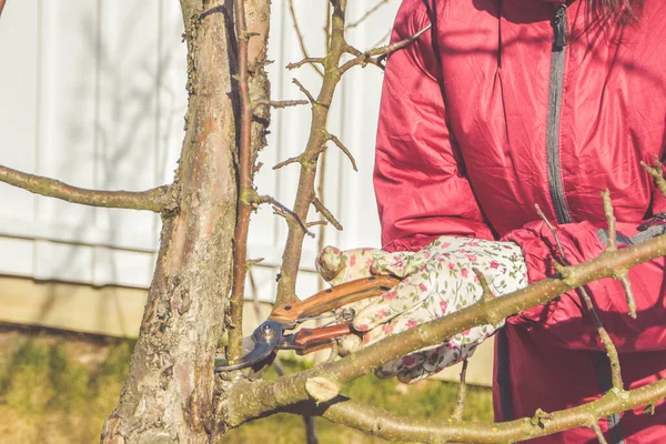 Trabajador Podando Árboles Jardín Primavera — Foto de Stock