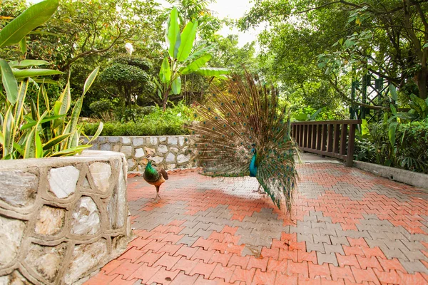 Male peacock attracts a female peacock with gorgeous tail feather plumage. Courtship.