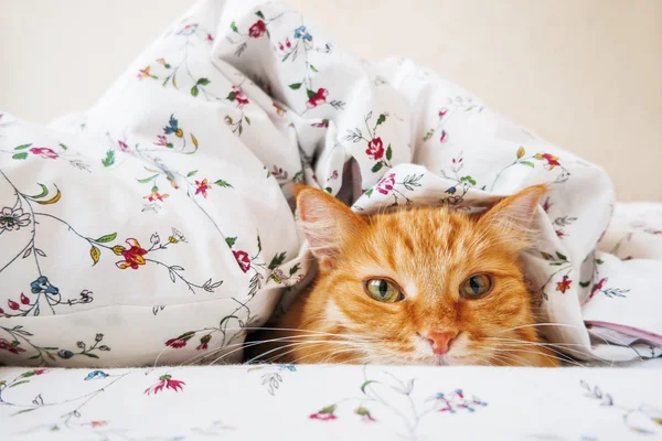 Lindo gato jengibre acostado en la cama debajo de una manta. Alfombra esponjosa cómodamente establecida para dormir. Acogedor fondo casero con mascota divertida . — Foto de Stock