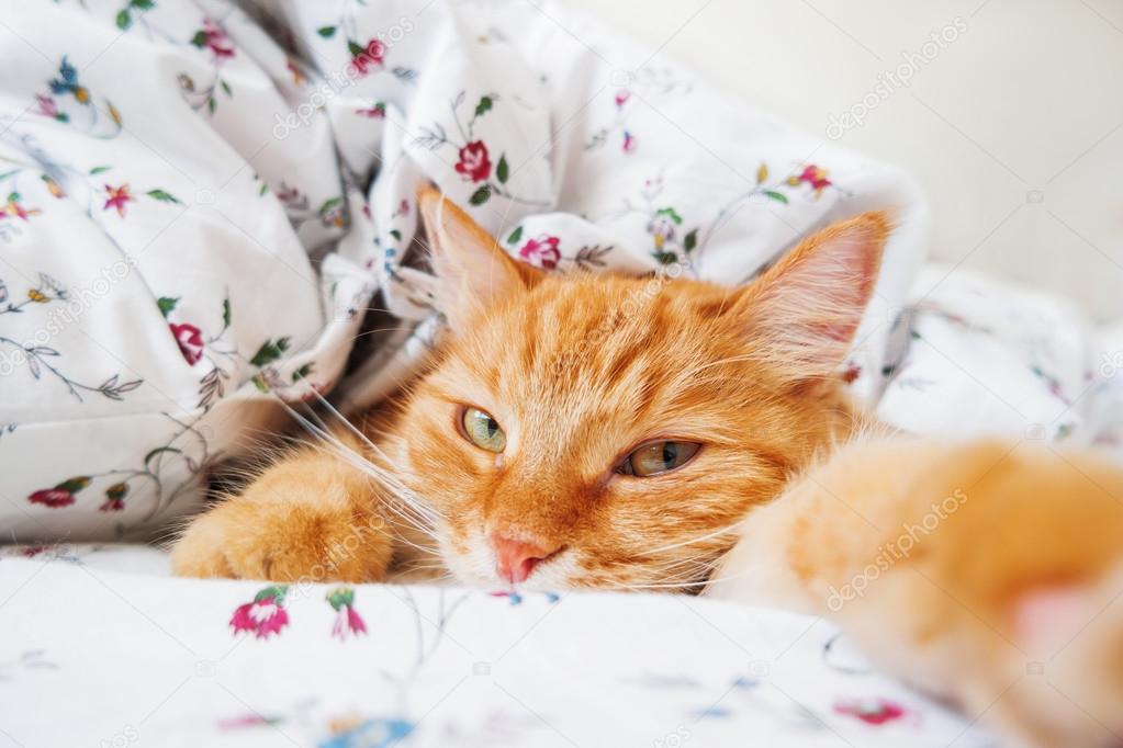 Cute ginger cat lying in bed under a blanket. Fluffy pet comfortably settled to sleep. Cozy home background with funny pet. Cat lying like it want to make selfie.