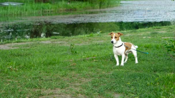 Pies rasy Jack Russell Terrier na smyczy. Młody pies stoi na brzegu stawu i wygląda ciekawie. — Wideo stockowe