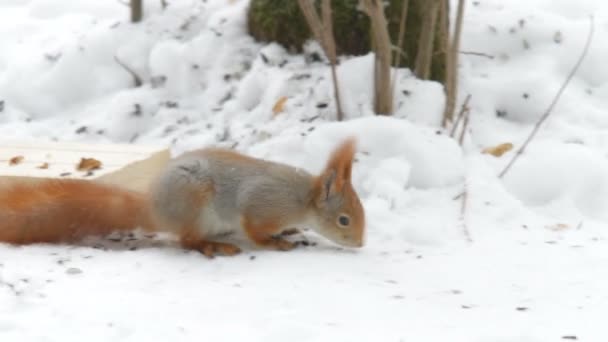 Esquilo pulando na neve e rói nozes. Fundo de inverno natural com roedor de floresta de tamanho médio . — Vídeo de Stock