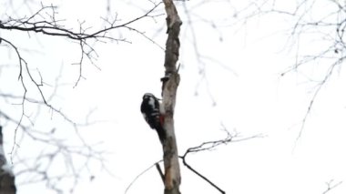 Ağaçkakan bir ağaç kabuğu altında böcek arama hollows. Doğal kış arka plan parlak kuş ile.