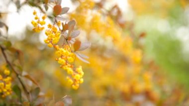 Çiçek açan Berberis ottawensis, yaprak döken ve yaprak dökmeyen çalı. Parlak sarı çiçek, doğal kaynak arka plan.