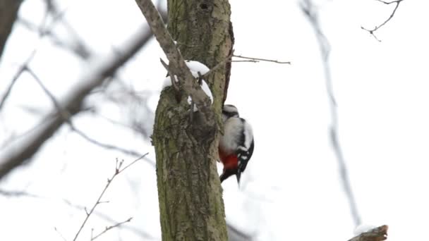 啄木鸟滴水穿石的树皮下的昆虫寻找一棵树。冬季天然背景与明亮的鸟. — 图库视频影像