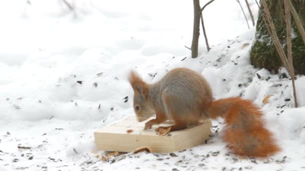 松鼠在雪地里跳和啃坚果。冬季天然背景与中等大小森林啮齿类动物. — 图库视频影像