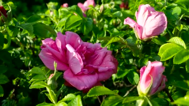 Natuurlijke zonnige lente achtergrond met wilde roze bloemen. — Stockvideo