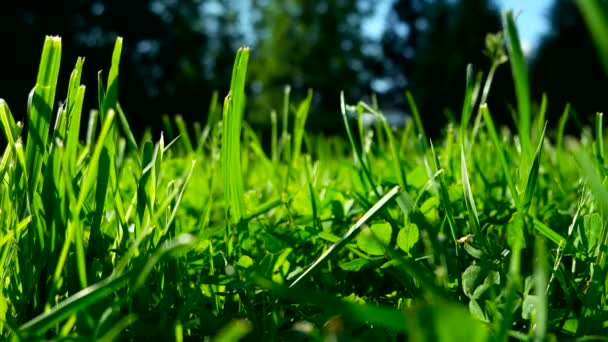 Hierba verde en césped recortado. Fondo natural de verano. Vista de abajo. Vista desde el suelo . — Vídeo de stock