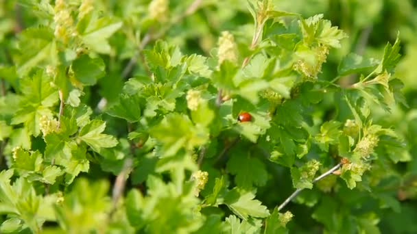 Fond printanier ensoleillé naturel avec lagybug dans les feuilles de brousse . — Video