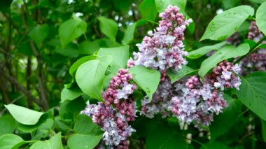 Leylak çiçekleriyle doğal bahar arkaplanı.