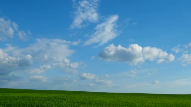 Zeitraffer. Natürlicher Hintergrund der Landschaft. Feld mit Weizenkeimen. Bewölkung an einem sonnigen Frühlingstag. Russland. — Stockvideo