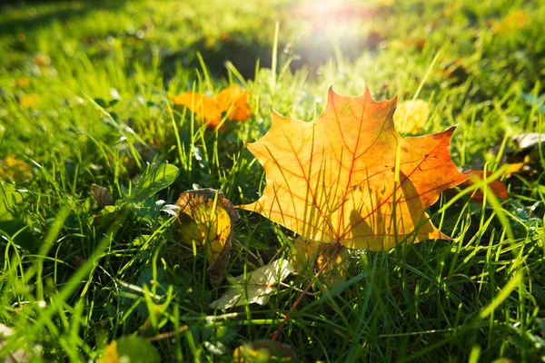 Fondo natural con hierba verde y hojas amarillas. Césped de otoño con follaje caído. Hoja de arce brillante . — Foto de Stock