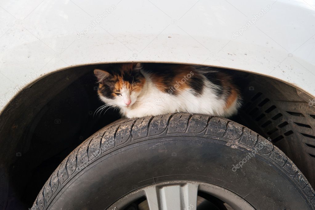 Stray cat basks on car wheel. Homeless cat hides on wheel arch of car.