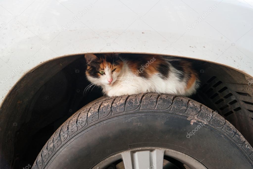 Stray cat basks on car wheel. Homeless cat hides on wheel arch of car.