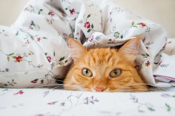 Kucing Ginger lucu berbaring di tempat tidur di bawah selimut. Hewan peliharaan lembut nyaman menetap untuk tidur. Latar belakang rumah yang nyaman dengan hewan peliharaan yang lucu . — Stok Foto