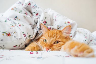 Şirin zencefil kedi bir battaniyenin altında yatakta yalan. Kabarık pet rahat uyumak için yerleşmiş. Komik hayvan ile rahat ev arka plan.
