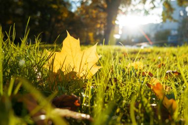 Yeşil çim ve sarı yapraklar ile doğal arka plan. Sonbahar çimleri düşmüş aşağı yeşillik ile. Parlak akçaağaç yaprağı.
