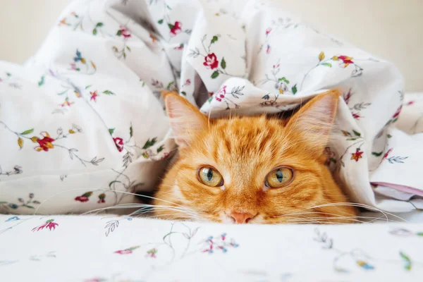 Симпатичный рыжий кот лежит в постели под одеялом. Пушистый питомец удобно устроился спать. Уютный домашний фон с забавным домашним животным . — стоковое фото