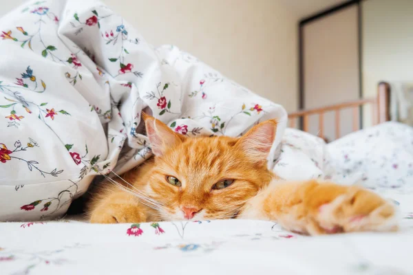 Carino gatto zenzero sdraiato a letto sotto una coperta. Soffici animali domestici comodamente sistemati a dormire. Accogliente sfondo domestico con animale domestico divertente . — Foto Stock