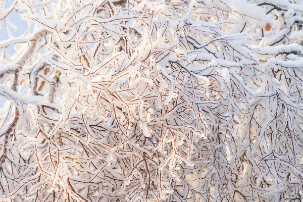 Fundo de inverno com galhos de árvores congeladas. Dia ensolarado na floresta — Fotografia de Stock