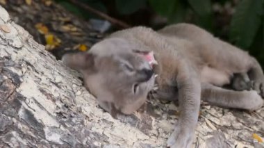 Bir ağaç ve ADGG karşı yaka bell ile ile şirin Gri kedi losyonları.
