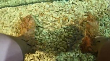 Asya geleneksel balık spa. Binlerce Garra rufa Doktor balık yıkananlara ayak Temizleme olarak da adlandırılır. Özgün Cilt Bakımı. Kamboçya.