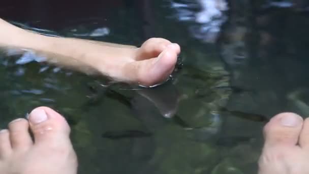 Aziatische traditionele fish spa. Duizenden Garra rufa afkorting arts vis schoonmaken een zwemmers voeten. Originele huidverzorging. Cambodja. — Stockvideo