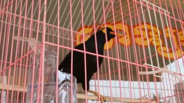 Ortak hill myna kuş kafeste. Kamboçya.