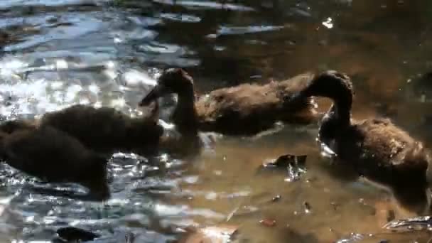 Grijze eenden reinigt haar veren en het zoeken naar voedsel in een vijver. Zonnige Zomerochtend in Cambodja. — Stockvideo