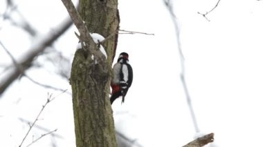 Ağaçkakan bir ağaç kabuğu altında böcek arama hollows. Doğal kış arka plan parlak kuş ile.
