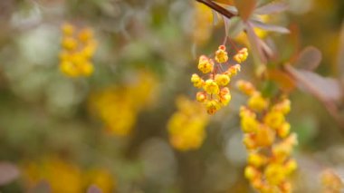 Çiçek açan Berberis ottawensis, yaprak döken ve yaprak dökmeyen çalı. Parlak sarı çiçek, doğal kaynak arka plan.