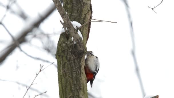 Woodpecker hollows a tree in search of insects under the bark. Natural winter background with bright bird. — Stock Video