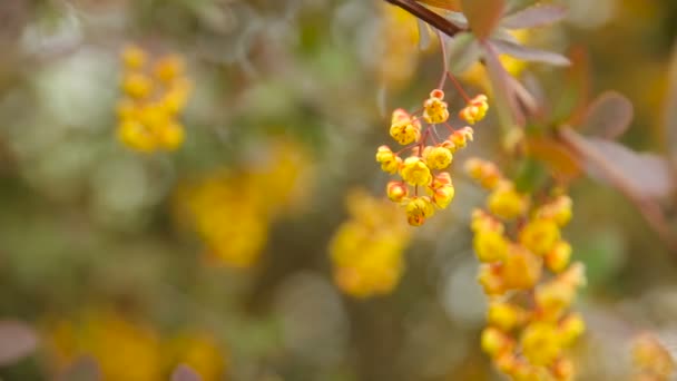 盛开的小檗 ottawensis，落叶与常绿灌木。明亮的黄色花朵，天然泉水背景. — 图库视频影像