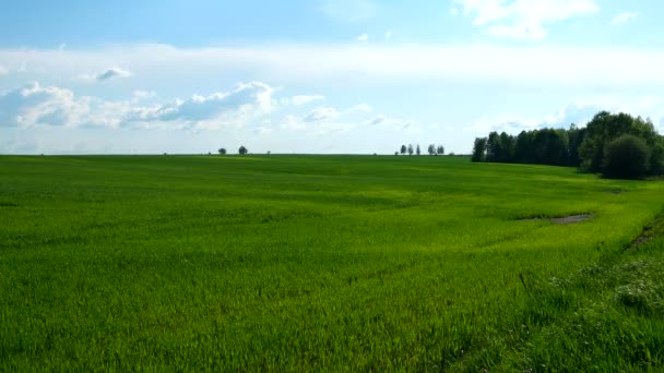 Natuurlijke achtergrond op het platteland. Veld met tarwekiemen. Wolkenlandschap in de lente zonnige dag. Rusland. — Stockvideo