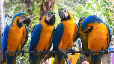 Dört mavi-sarı ara Ara ararauna, büyük zeki parlak papağan. Nong Nooch Tropical Garden Pattaya, Tayland.
