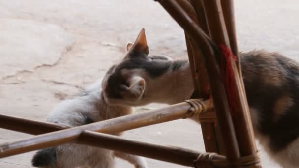 Streunende Katzen. die Katzenmutter leckt ihr Kätzchen. traditionelle asiatische schwanzlose Katzen. Kambodscha. — Stockvideo